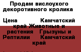Продам вислоухого декоротивного кролика › Цена ­ 2 000 - Камчатский край Животные и растения » Грызуны и Рептилии   . Камчатский край